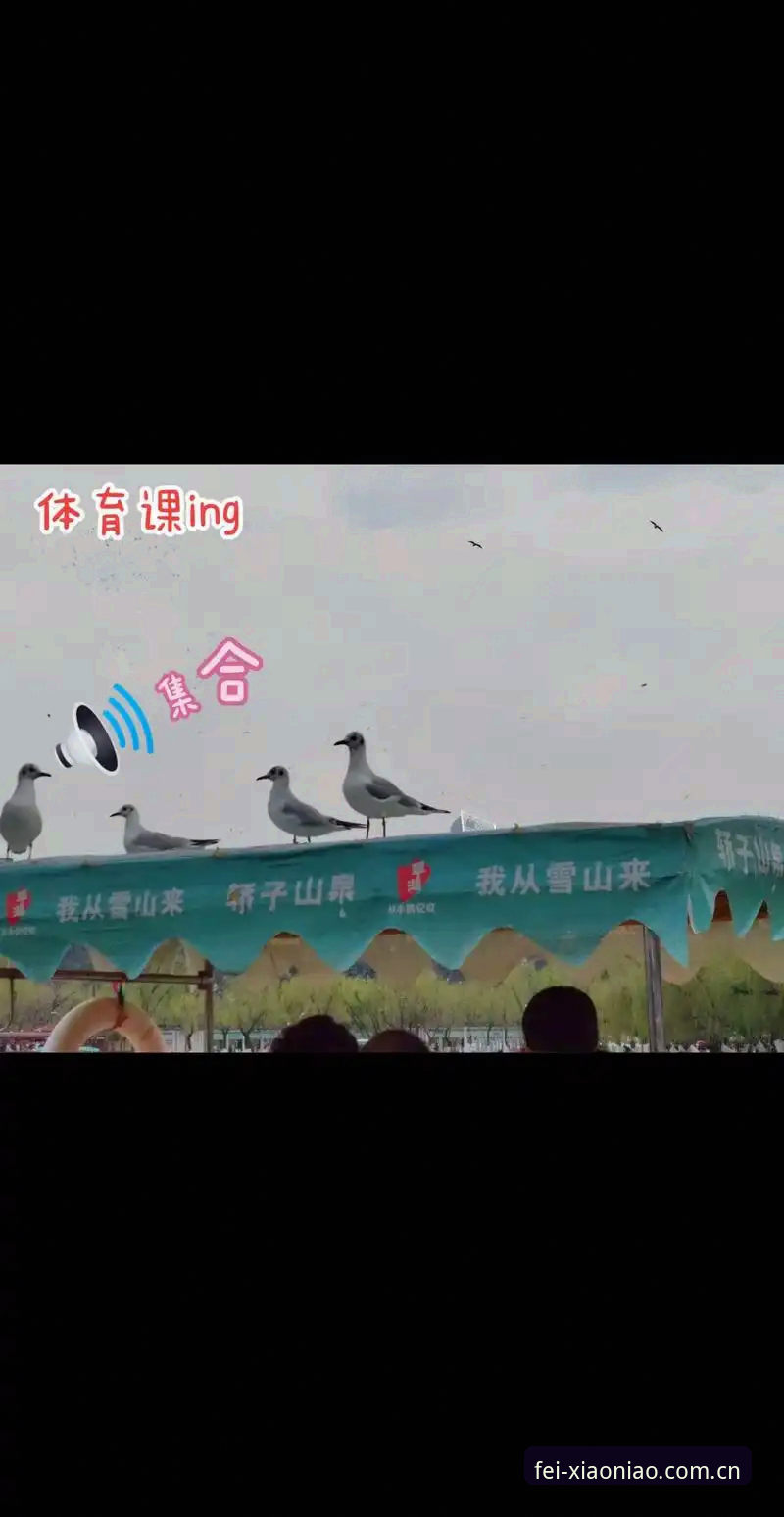 小鸟体育官方下载安装教程vs第三方渠道：哪个更安全可靠？新手必看全面对比